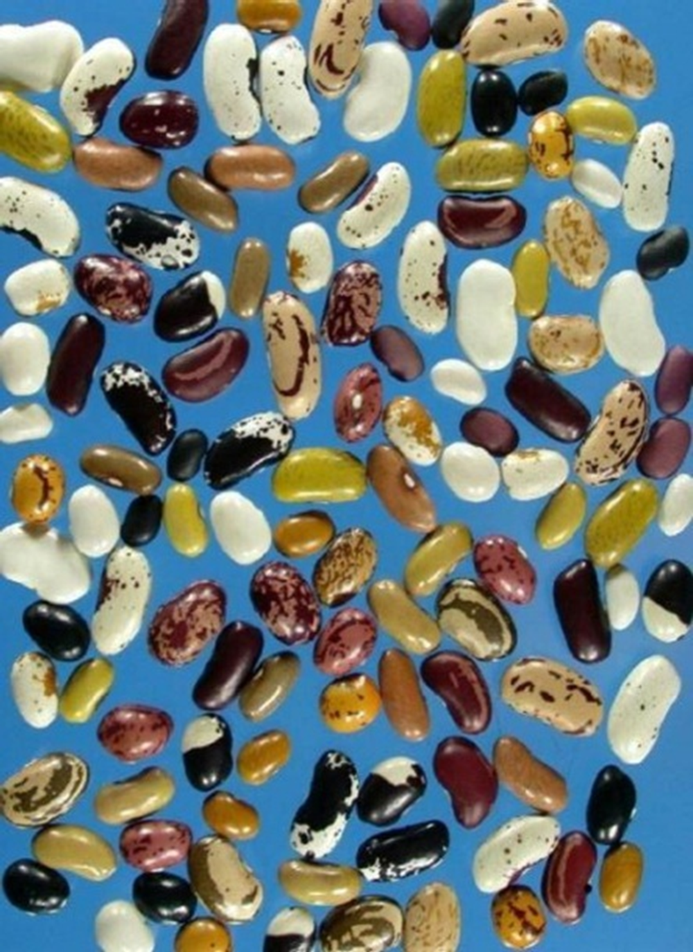 Figure 1.2. Shape and colour diversity in common bean seed