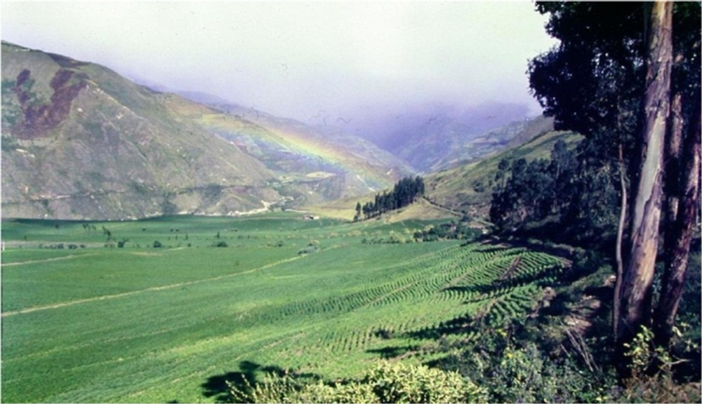 Figure 1.3. Large field of common bean crop (Pimampiro canton, Ecuador)