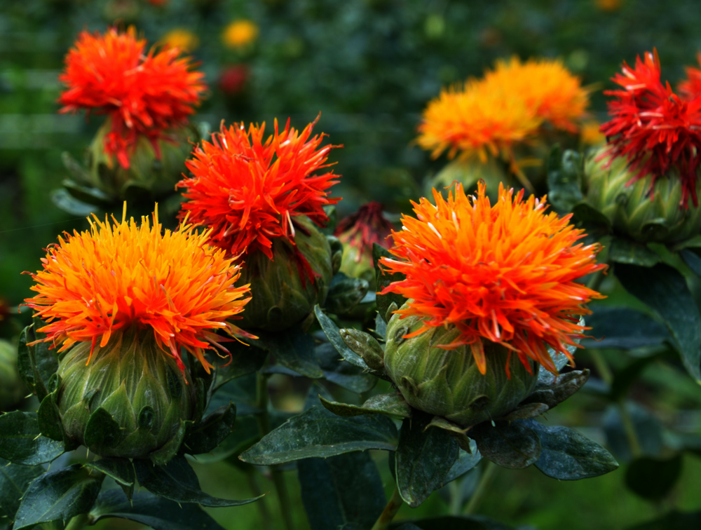 3. Biology of Safflower (Carthamus tinctorius) | Safety Assessment of  Transgenic Organisms in the Environment, Volume 9 : OECD Consensus  Documents on the Biology of Crops: Apple, Safflower, Rice | OECD iLibrary