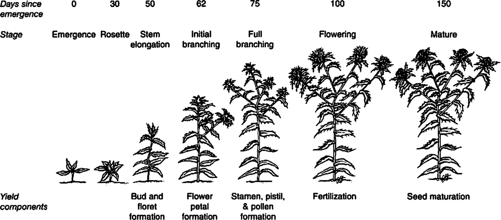 Safflower Genetic Resources  Washington State University