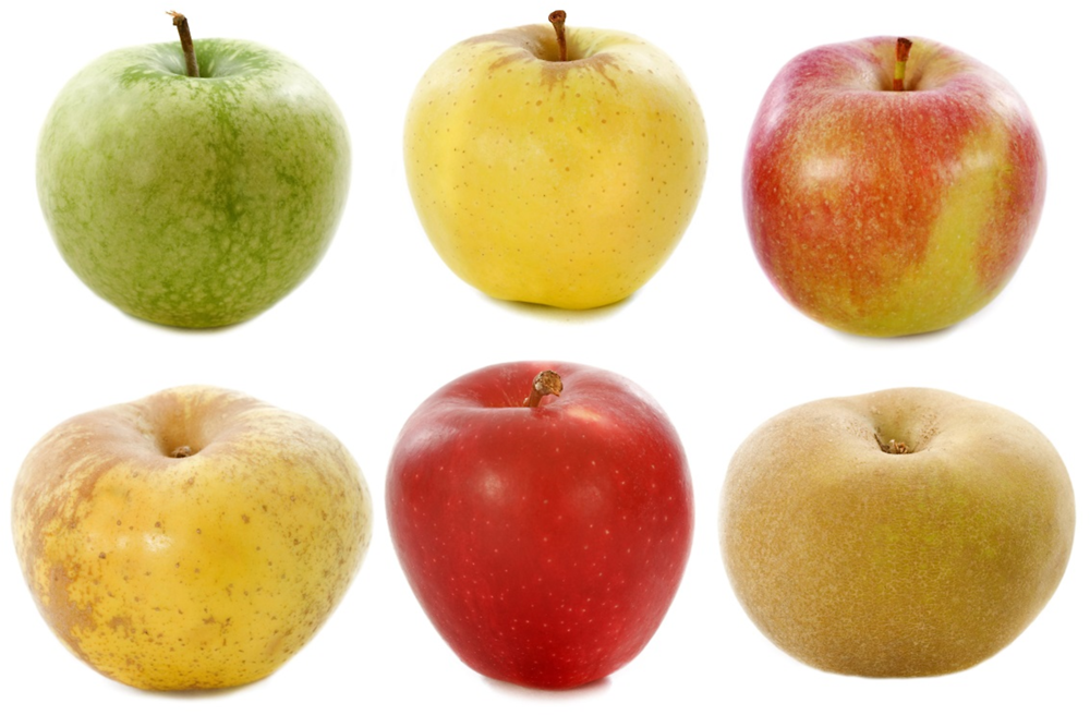 Figure 4.2. Fruit colour/shape diversity of some apple cultivars