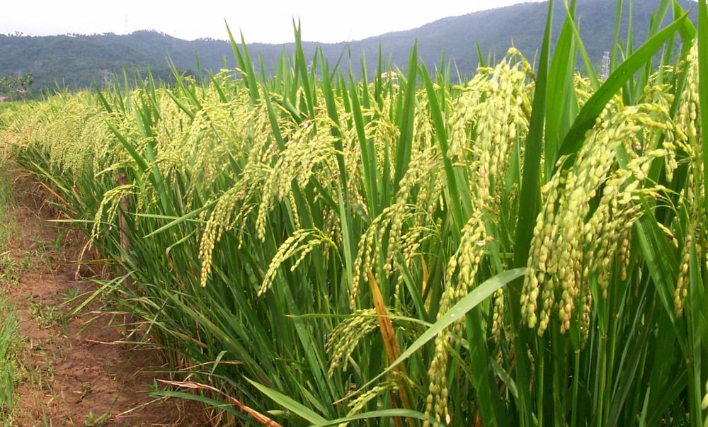 Rice Farming (Oryza sativa): Complete Growing Guide for High Yields