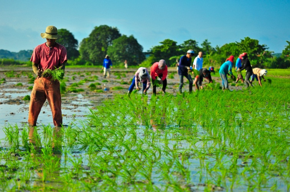 Figure 2.4. Planting in a paddy field
